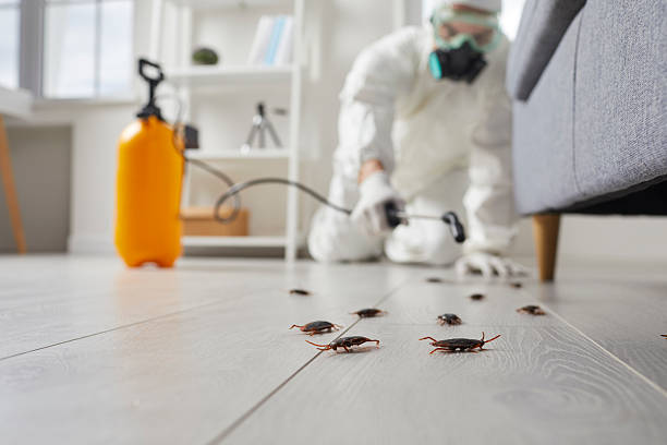 Commercial Kitchen Cockroach Control in Vail